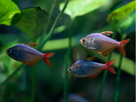 Тетра колумбийская (Hyphessobrycon columbianus)