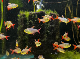 Тетра колумбийская (Hyphessobrycon columbianus)