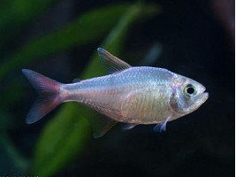 Тетра колумбийская (Hyphessobrycon columbianus)
