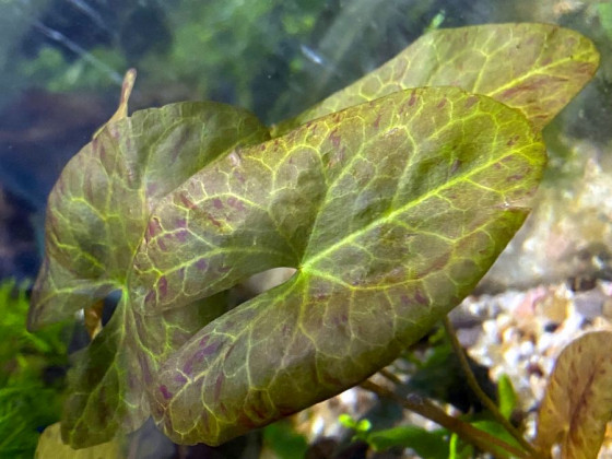 Нимфея микранта (Nymphaea micrantha)