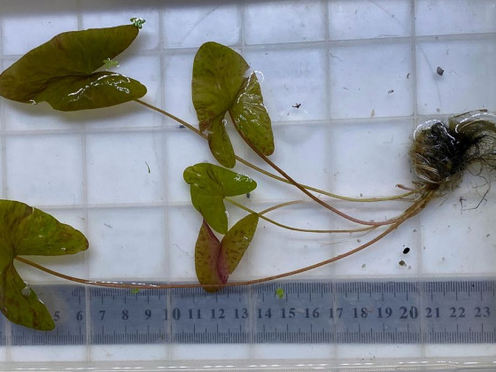 Нимфея микранта (Nymphaea micrantha)
