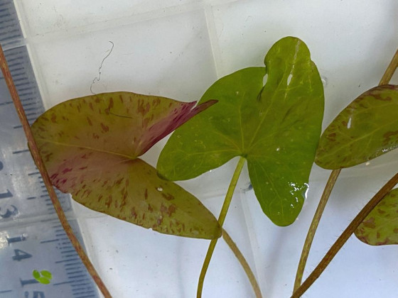 Нимфея микранта (Nymphaea micrantha)
