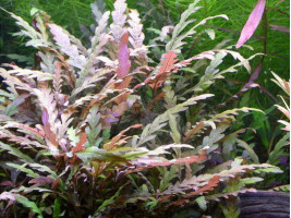 Гигрофила пиннатифида (Hygrophila pinnatifida)