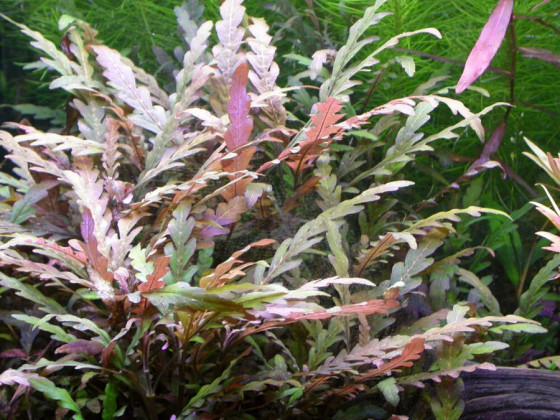 Гигрофила пиннатифида (Hygrophila pinnatifida)
