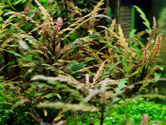 Гигрофила пиннатифида (Hygrophila pinnatifida)
