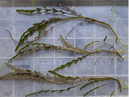 Гигрофила пиннатифида (Hygrophila pinnatifida)