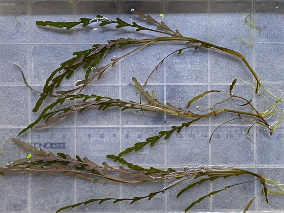 Гигрофила пиннатифида (Hygrophila pinnatifida)