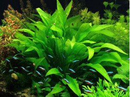 Эхинодорус Блехера (Echinodorus bleheri, англ. Amazon Sword)