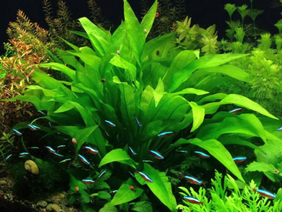 Эхинодорус Блехера (Echinodorus bleheri, англ. Amazon Sword)