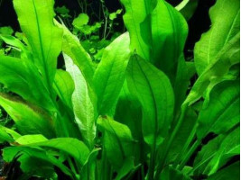 Эхинодорус Блехера (Echinodorus bleheri, англ. Amazon Sword)