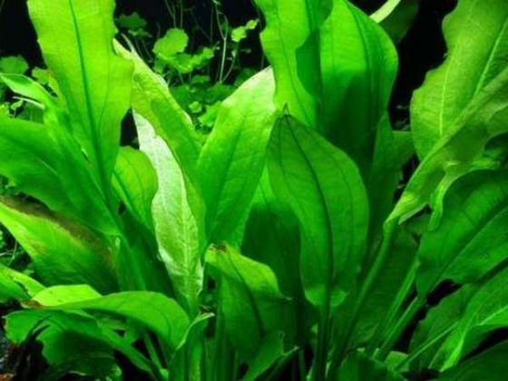 Эхинодорус Блехера (Echinodorus bleheri, англ. Amazon Sword)