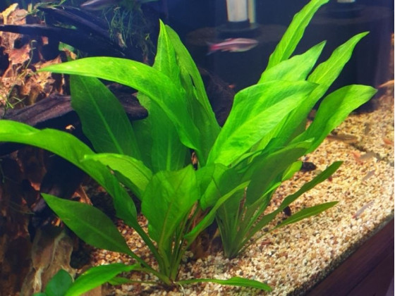 Эхинодорус Блехера (Echinodorus bleheri, англ. Amazon Sword)