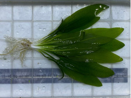 Эхинодорус Блехера (Echinodorus bleheri, англ. Amazon Sword)