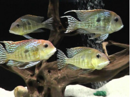 Геофагус красноголовый тапажос (Geophagus sp. 