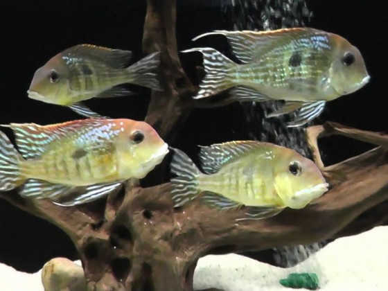 Геофагус красноголовый тапажос (Geophagus sp. 