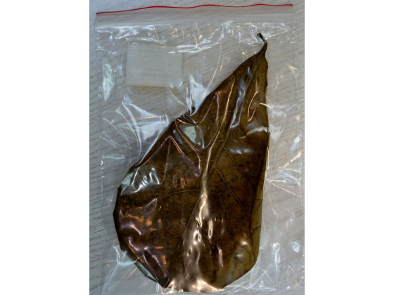 Кетапанг - Листья Индийского миндаля  10 - 12, 13-18, 22 + см (Catappa leaves)