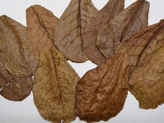 Кетапанг - Листя Індійського мигдалю  10 - 12, 13-18, 22 + см (Catappa leaves)