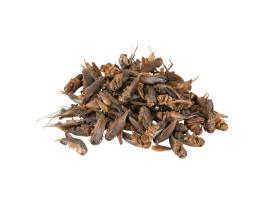 Корм Trixie для рептилий дополнительный Сверчки сушеные 25 г