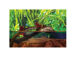 Растение ExoTerra для террариума Jungle Vine Лоза S