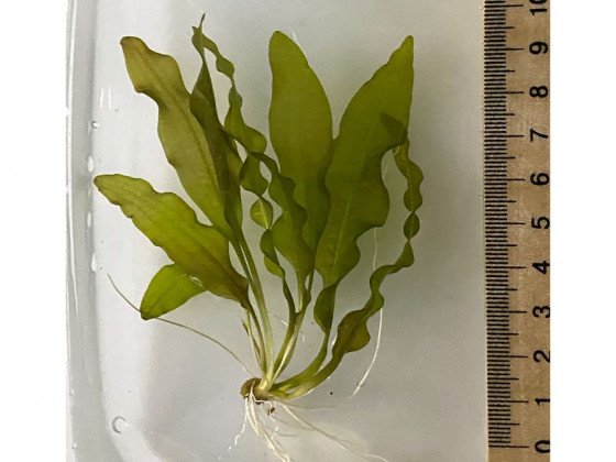 Апоногетон волнистый или живородящий