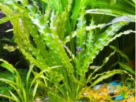 Апоногетон волнистый или живородящий