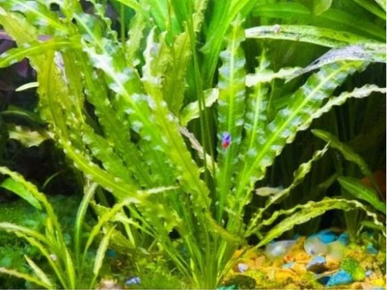 Апоногетон волнистый или живородящий
