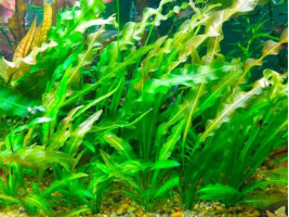 Апоногетон волнистый или живородящий