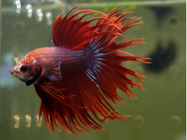 Рыбка петушок корона самец красный (1525 Акварыбки Ферма)