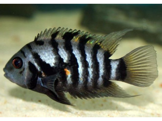 Рыбка Цихлазома  чернополосая (Amatitlania nigrofasciata)