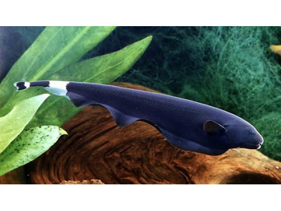 Черный нож (Apteronotus albifrons) или Аптеронотус белокаймовый