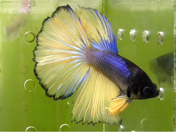 Рыбка петушок супердельта самец желтый (1295 Акварыбки Ферма)