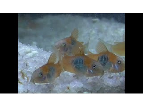 Сомік Коридорас Венесуела Оранж акваріумна рибка