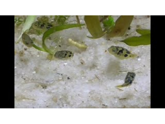 Карликовый Тетрадон (Carinotetraodon travancoricus) нано-рыбка