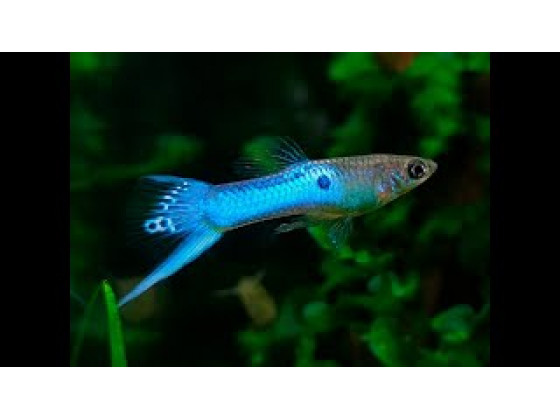 Аквариумная рыбка Гуппи Эндлера синий неон (Blue Neon Endler Guppy) (1428 Акварыбки Ферма)