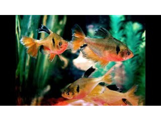 Серпас вуалевий мінор - акваріумна рибка