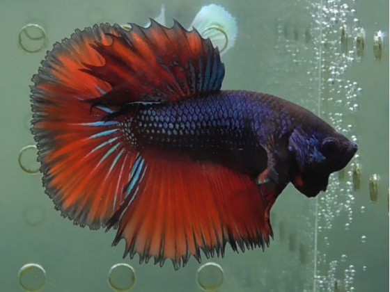 Рибка півник халфмун самець різнобарвний (1301 Акварибкі Ферма)