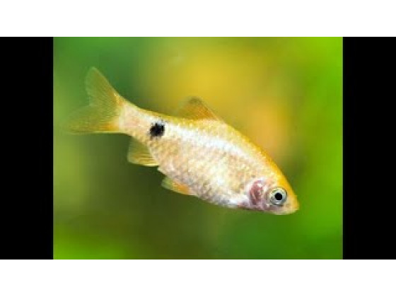 Рыбка Барбус огненный (Puntius conchonius)