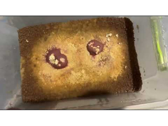 Культура корм для рыб Трубочник изя + смесь для старта