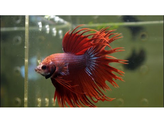 Рыбка петушок корона самец красный (1525 Акварыбки Ферма)