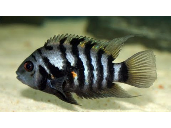 Рыбка Цихлазома  чернополосая (Amatitlania nigrofasciata)
