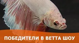 Наши призеры европейского конкурса Holland Betta Show 2020