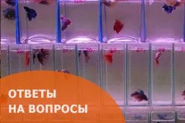 Ответы на вопросы о петушках