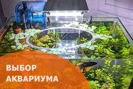 Выбор аквариума для петушка