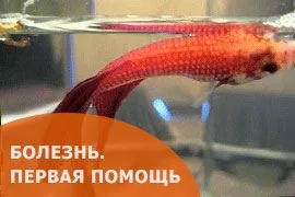 болезнь - первая помощь петушку