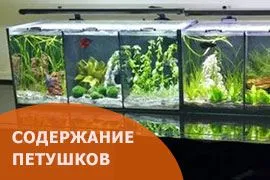 содержание петушков