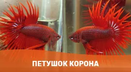 Петушки корона собственного разведения