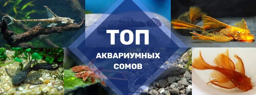 ТОП сомов