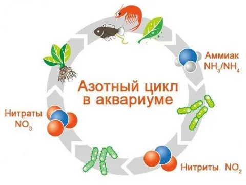 Азотный цикл в аквариуме - очень кратко