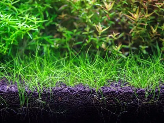 Грунт для акваріума Aquario Neo Soil Plant 3л Грунт для акваріума Aquario Neo Soil Plant 3л