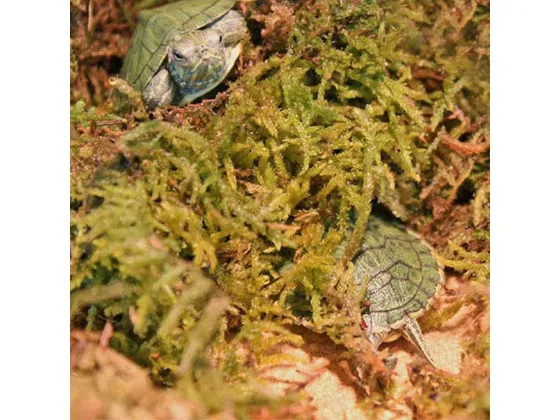 Сфагновий мох Repti-Zoo Sphagnum moss 100г 4.5л Сфагновий мох Repti-Zoo Sphagnum moss 100г 4.5л
